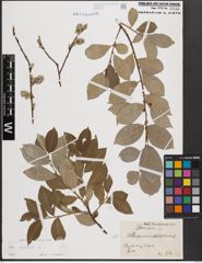 Foto von Salix caprea L.